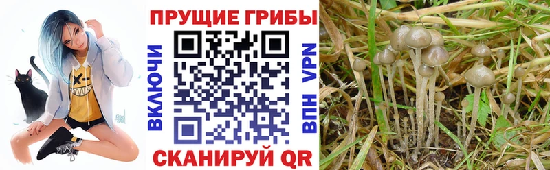 Псилоцибиновые грибы ЛСД omg онион Янаул